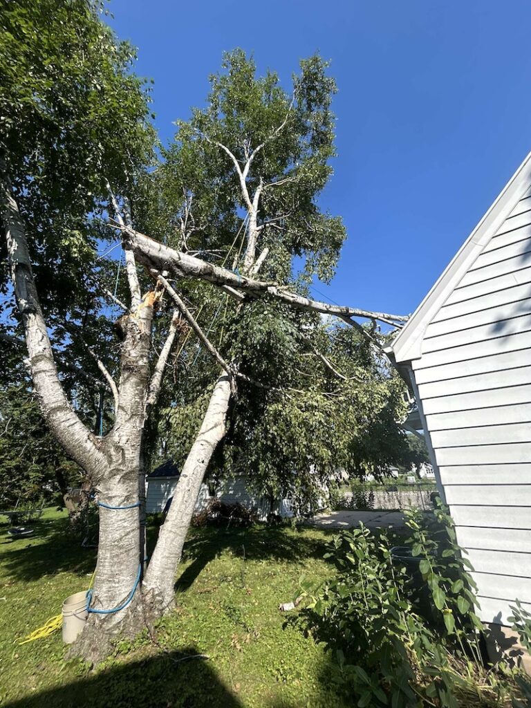 tree storm damage near a roof