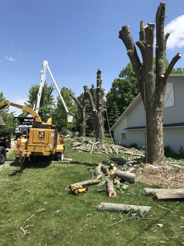 tree removal by Trophy Tree Care