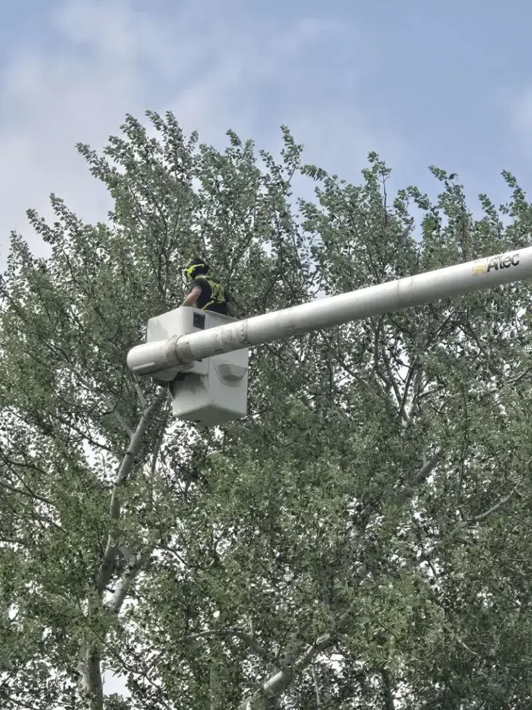 Trophy Tree Care arborist in a bucket truck working on the top of a tree-resized
