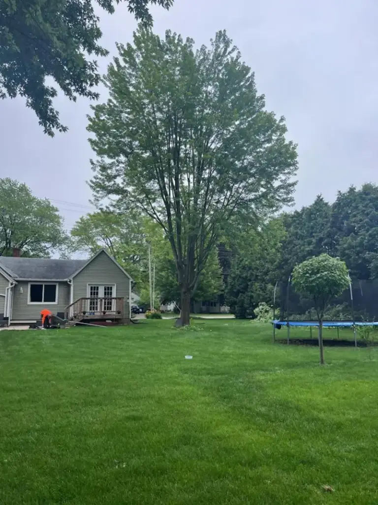 tree in a backyard after professional tree pruning